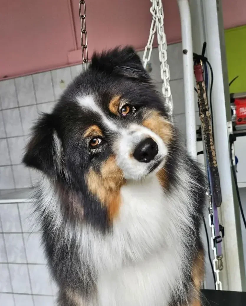 Chien tricolore en portrait