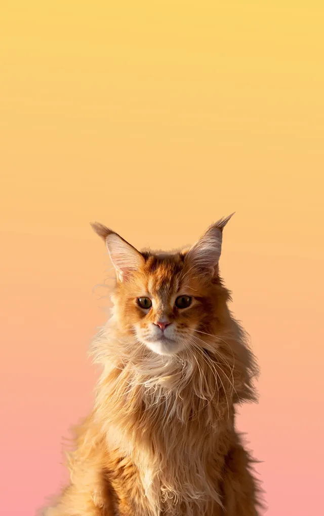 Chat roux en portrait