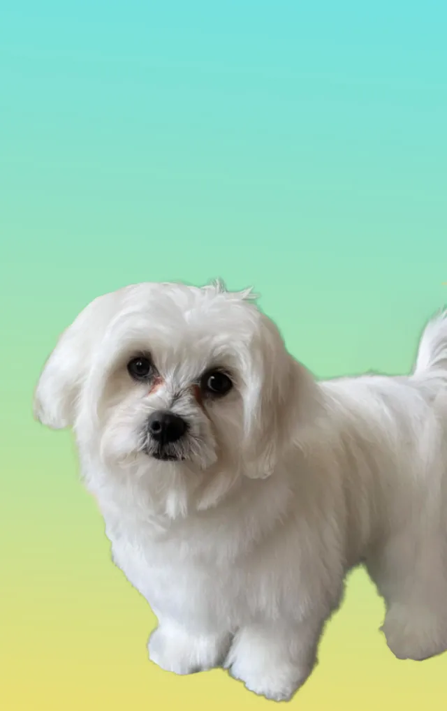 Petit chien blanc en portrait