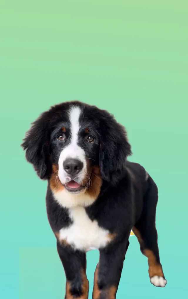 Chien noir et blanc en portrait